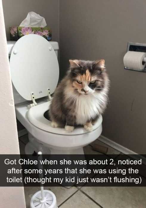 Sweet Funny Animal Pictures Well Trained Cat