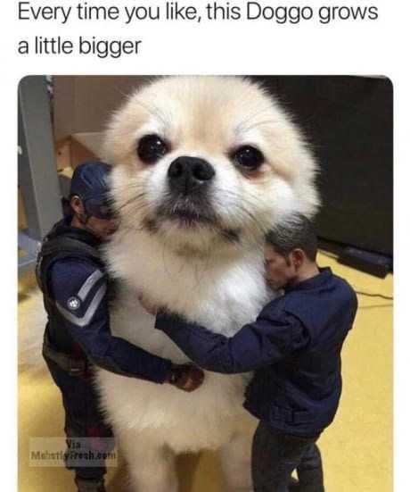 Sweet Funny Animal Pictures Growing