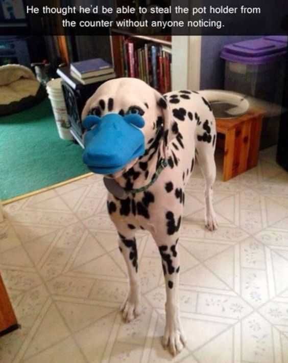 Sweet Funny Animal Pictures Pot Holder