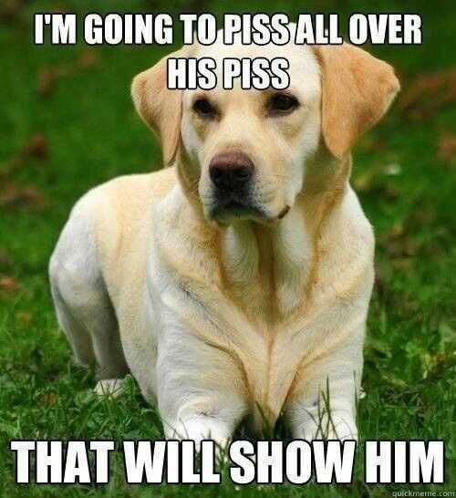 Sweet Funny Animal Pictures Pissing Contest
