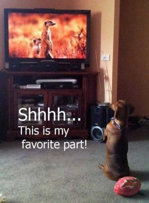 Animal Favorite Party