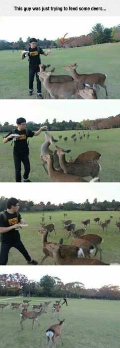 Animal Feed Deers