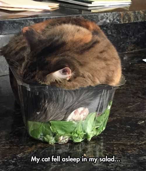 Sweet Funny Animal Pictures Salad Sleep