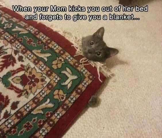 Sweet Funny Animal Pictures Carpet Warm