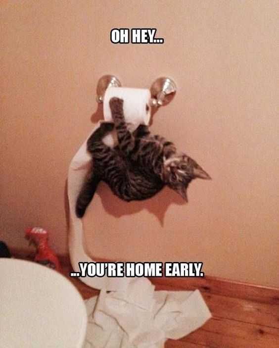 Sweet Funny Animal Pictures Caught