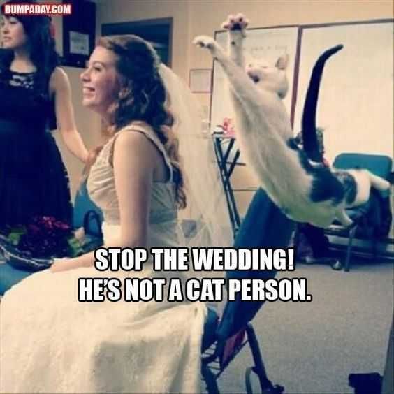 Sweet Funny Animal Pictures Speak Now Or Forever Hold Your Peace