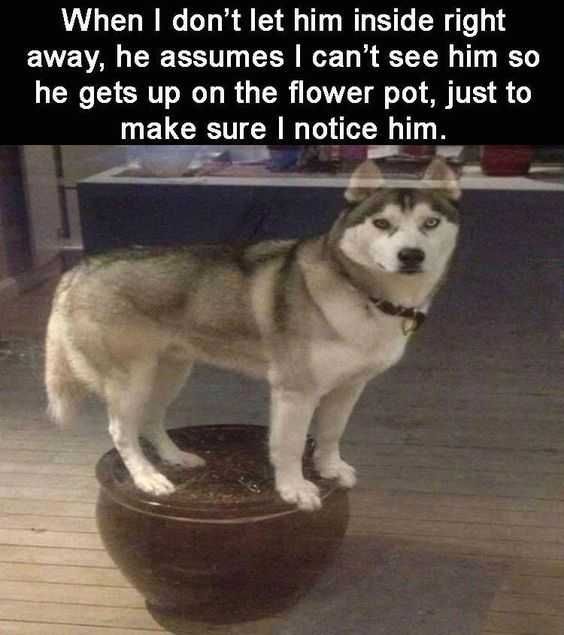 Sweet Funny Animal Pictures Getting Attention