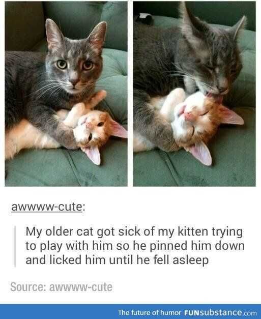 Sweet Funny Animal Pictures Play Fighting