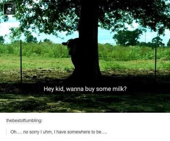 Sweet Funny Animal Pictures Buy Milk
