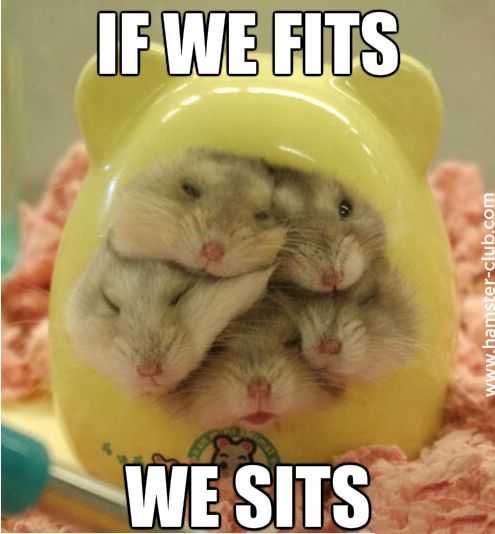 Sweet Funny Animal Pictures Sit
