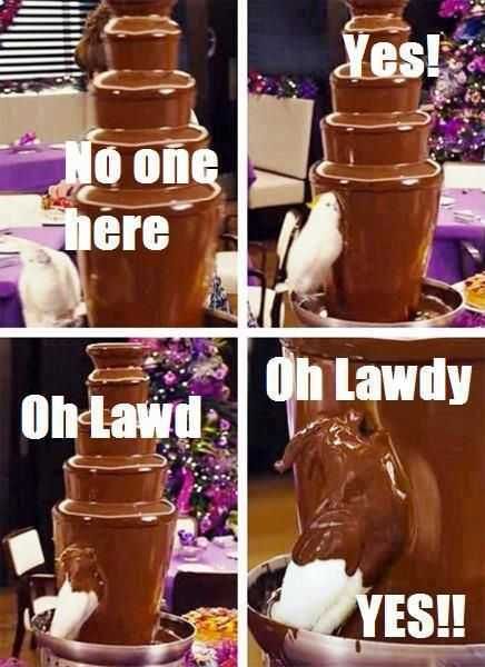 Animals Chocolate Bird