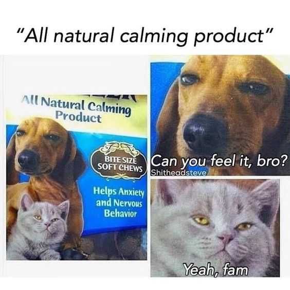 Sweet Funny Animal Pictures Feeling It