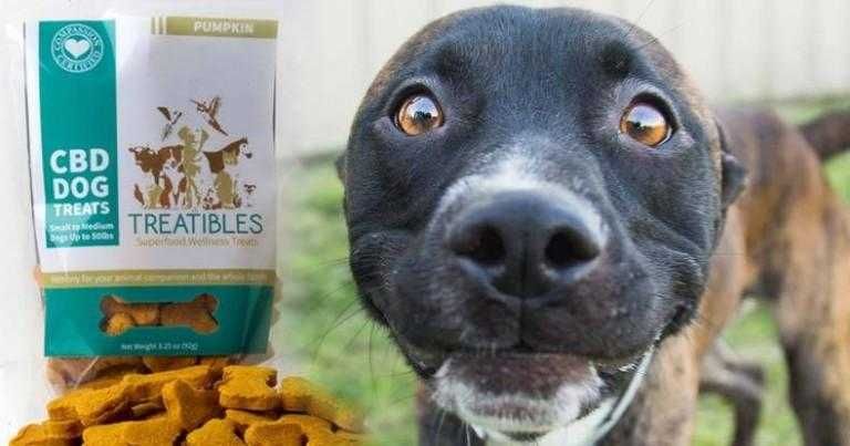 Cbd Dog Treats For Pain 7564