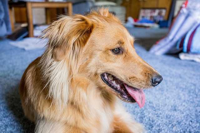 Collie