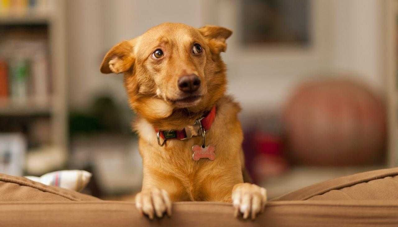 Dog Scared Nervous Puppy Gettyimages 731842637 1120