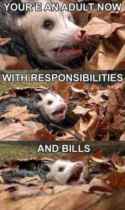Funny Adult Responsilbilites