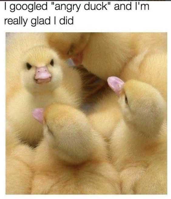 Funny Angry Duck