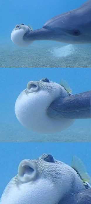 Funny Boop