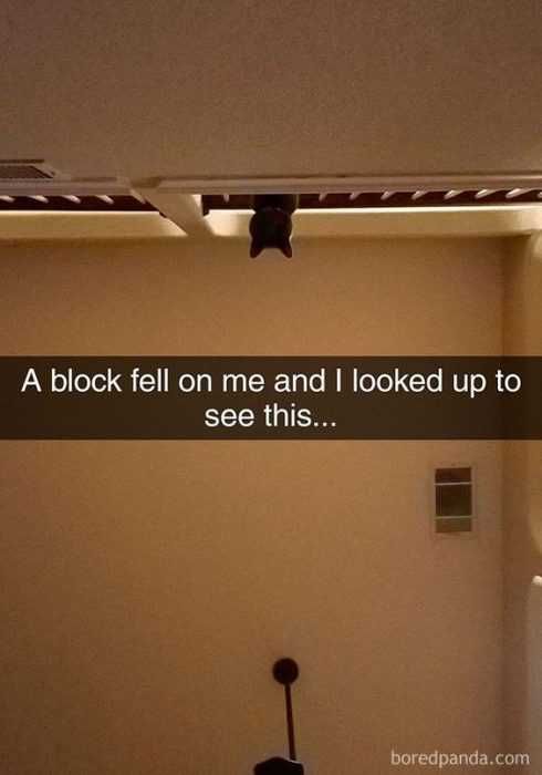 Funny Cat Snapchats Spider Cat