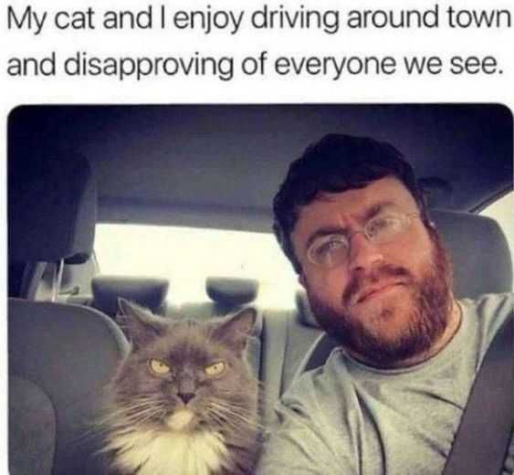 Funny Cat Snapchats Judging