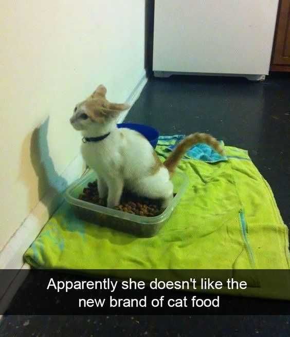 Funny Cat Snapchats This Cat Food Smells Like....