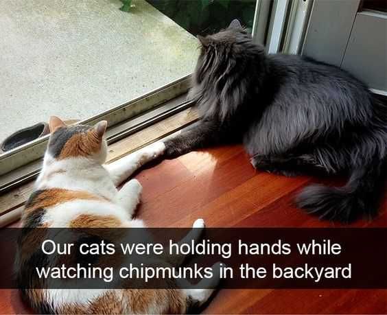 Funny Cat Snapchats Romance