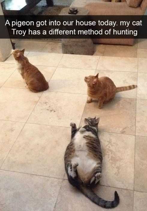 Funny Cat Snapchats Supervisory Role