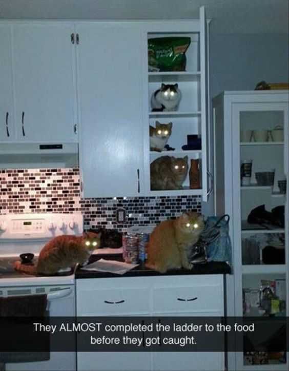 Funny Cat Snapchats Team Work