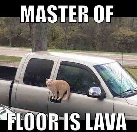 Funny Cat Snapchats Yikes