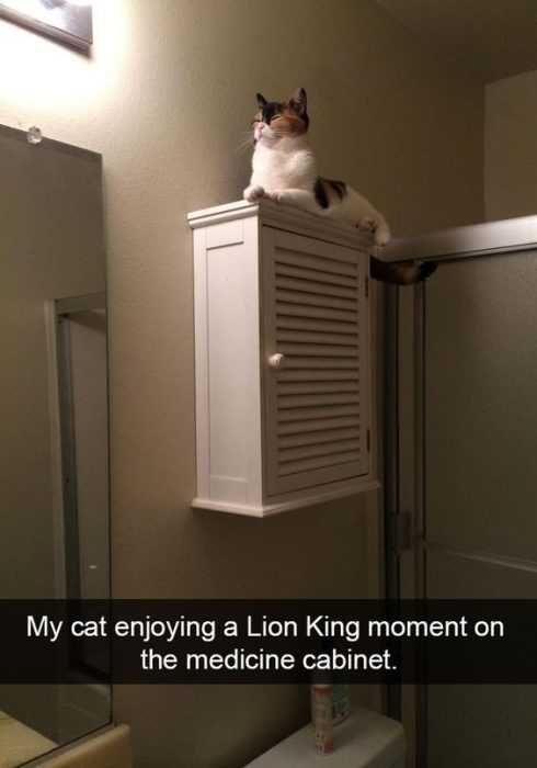 Funny Cat Snapchats Circle Of Life