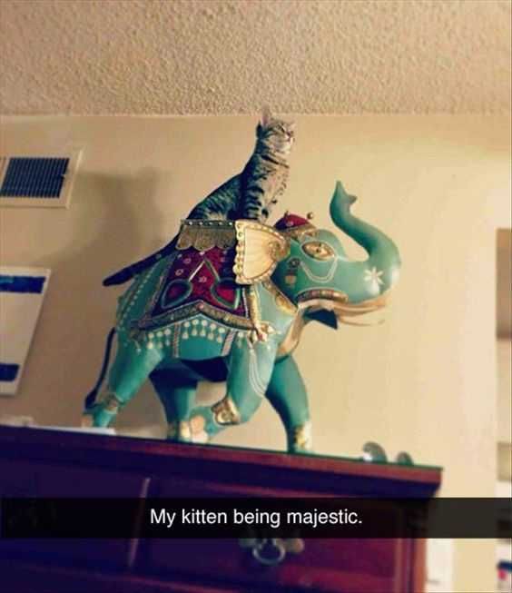Funny Cat Snapchats Royalty