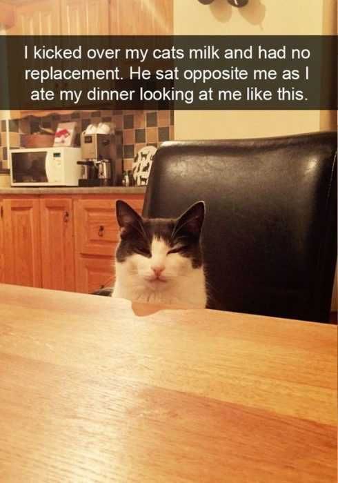 Funny Cat Snapchats Death Stare