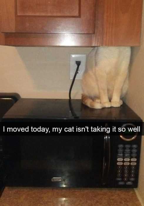 Funny Cat Snapchats Where'S My Sh*T