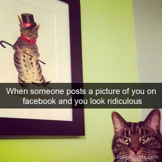 Funny Cat Snapchats Not Pleased