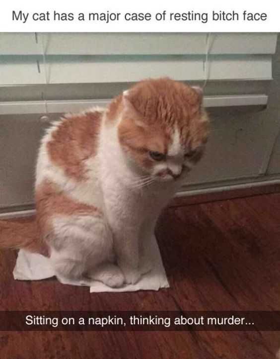Funny Cat Snapchats Premeditated