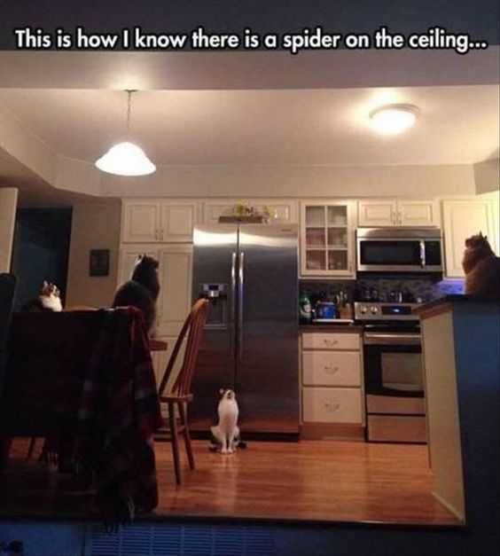 Funny Cat Snapchats Hunting Mode