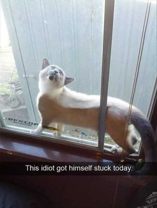 Funny Cat Snapchats Looked So Open