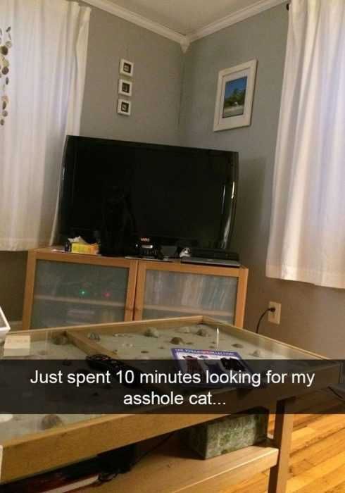 Funny Cat Snapchats Camouflage