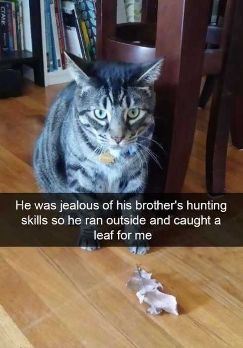 Funny Cat Snapchats Hunting One Upmanship