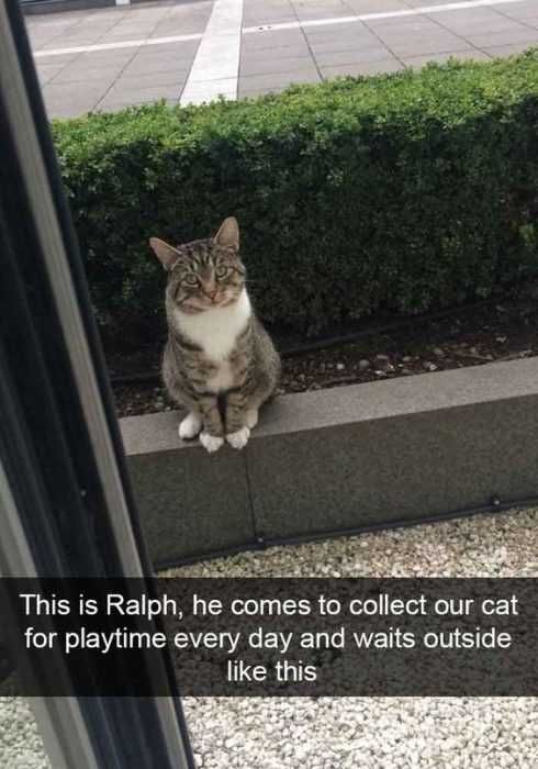 Funny Cat Snapchats Romeo Cat