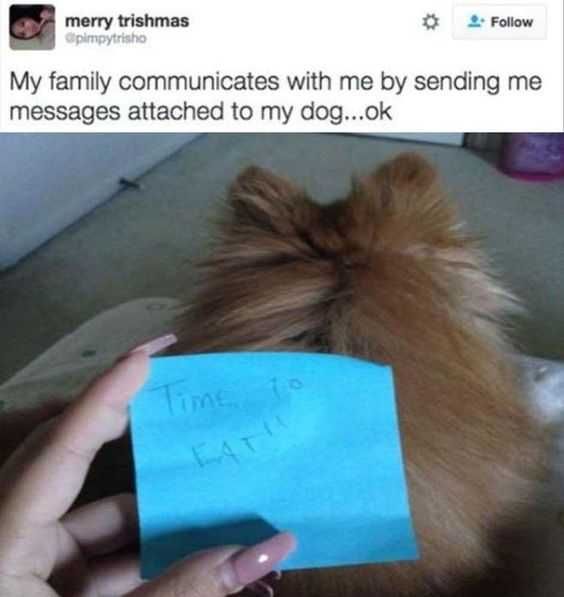 Funny Dog Notes