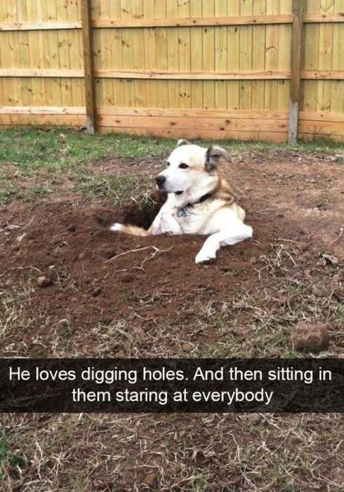 Funny Dog Sits Holes