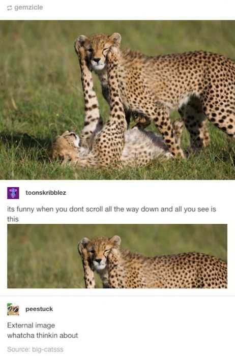 Funny Dont Scroll