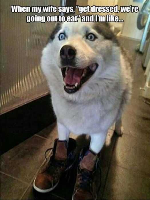 Funny Dressed Eat