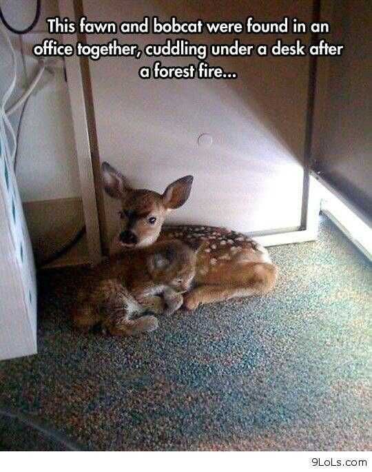 Sweet Funny Animal Pictures Dear