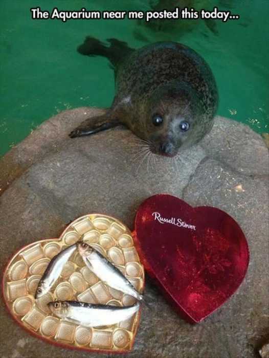 Funny Fish Valentines Day