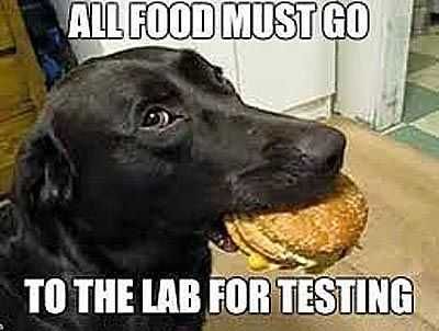 Funny Food Lab