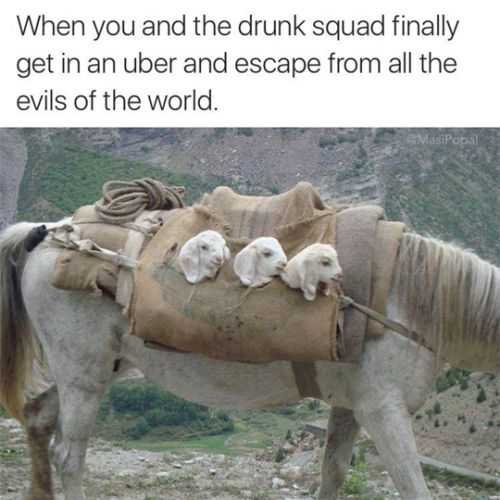 Hilarious Funny Images Drunken Sheep