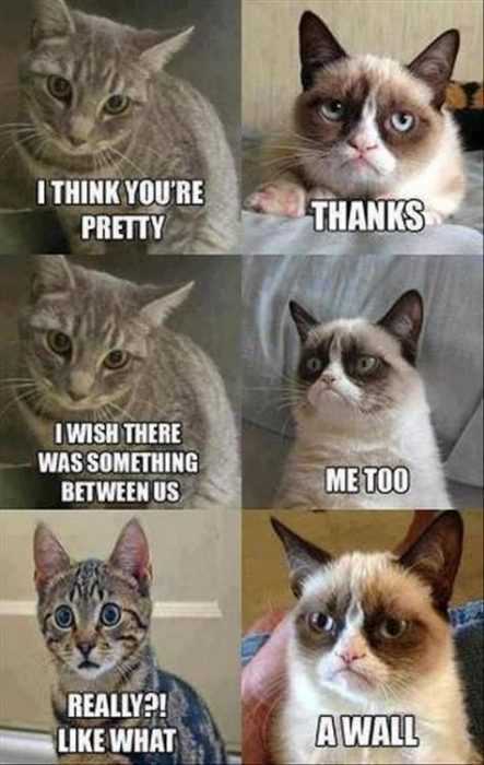 Funny Grumpy Cat