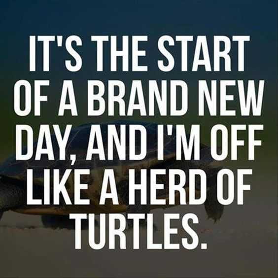 Funny Herd Turtles